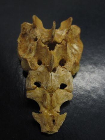 Media type: image;   Mammalogy 35944